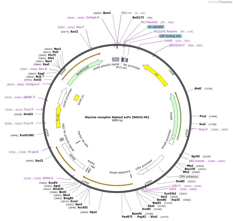 206774-plasmid-map-sequence-id-420051