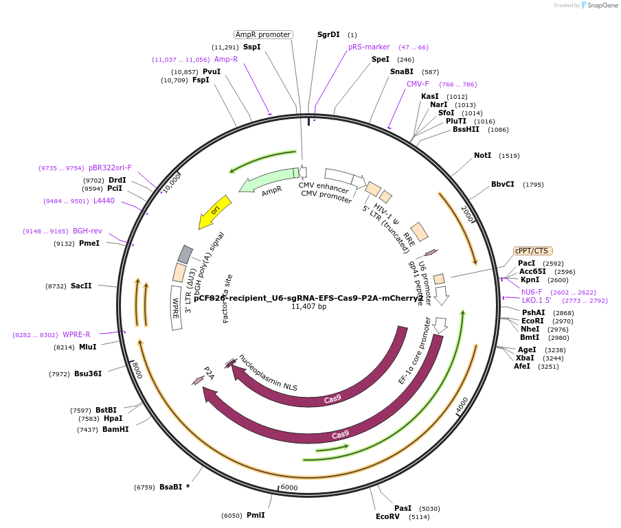 211688-plasmid-map-sequence-id-420078