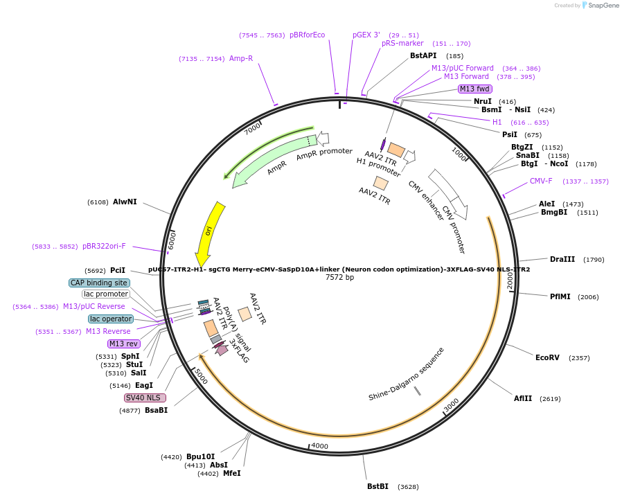 210736-plasmid-map-sequence-id-420081