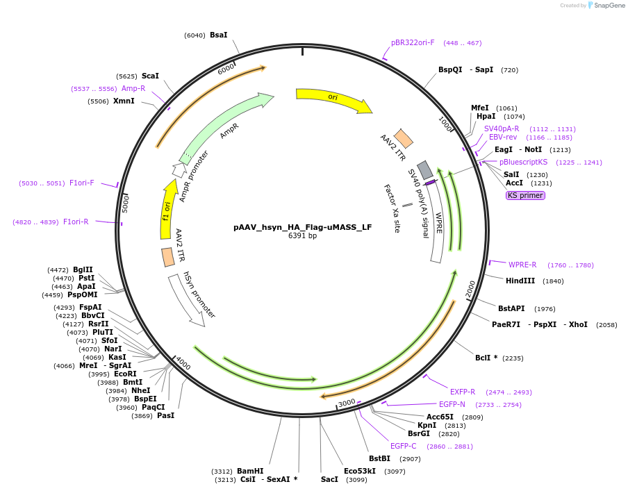 209761-plasmid-map-sequence-id-420095