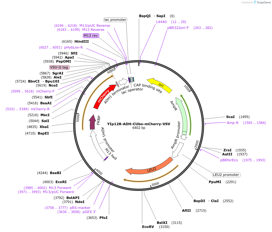 212734-plasmid-map-sequence-id-420099