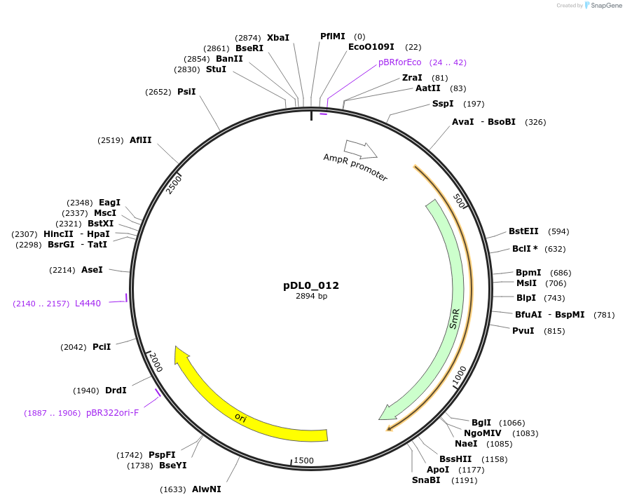 210753-plasmid-map-sequence-id-420104