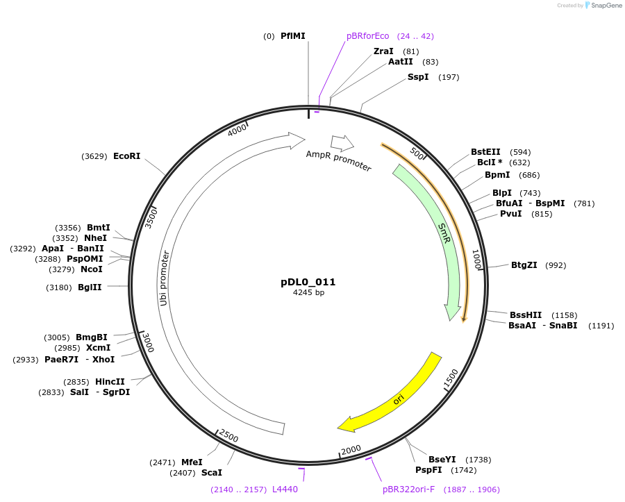 210754-plasmid-map-sequence-id-420107