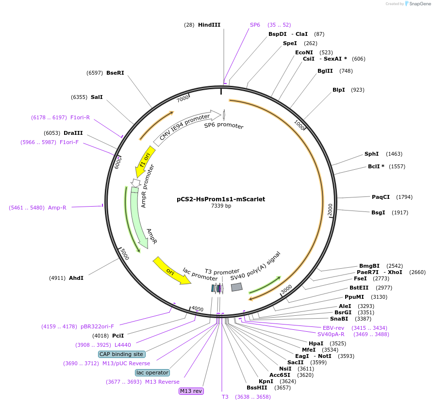 211330-plasmid-map-sequence-id-420108
