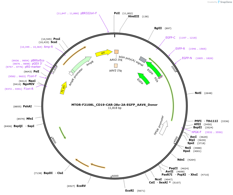 211904-plasmid-map-sequence-id-420112
