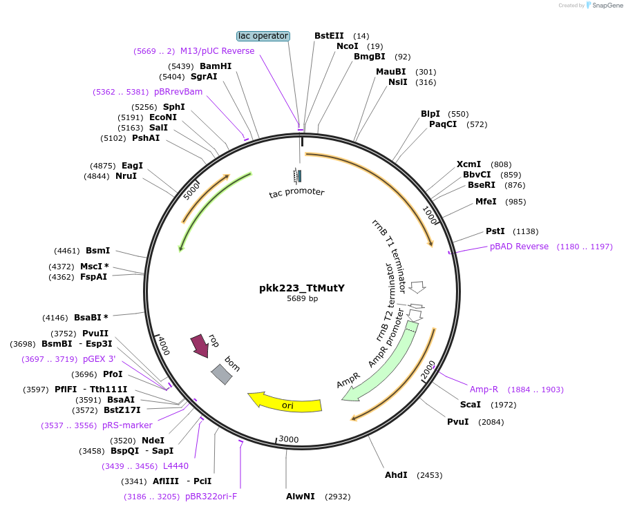 210791-plasmid-map-sequence-id-420120
