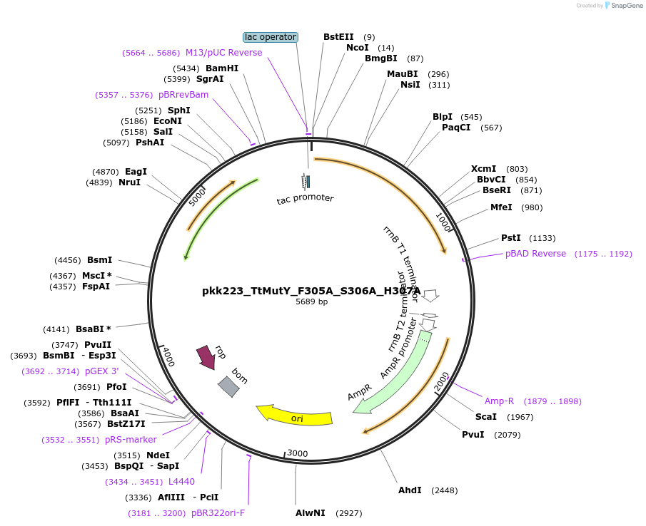 210793-plasmid-map-sequence-id-420122