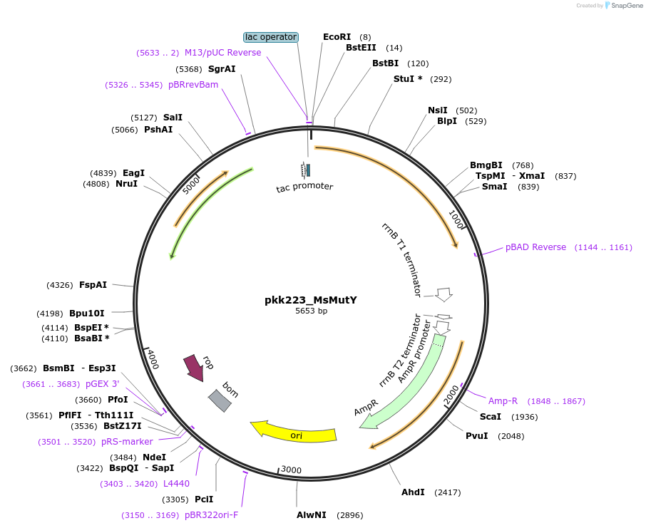 210796-plasmid-map-sequence-id-420123