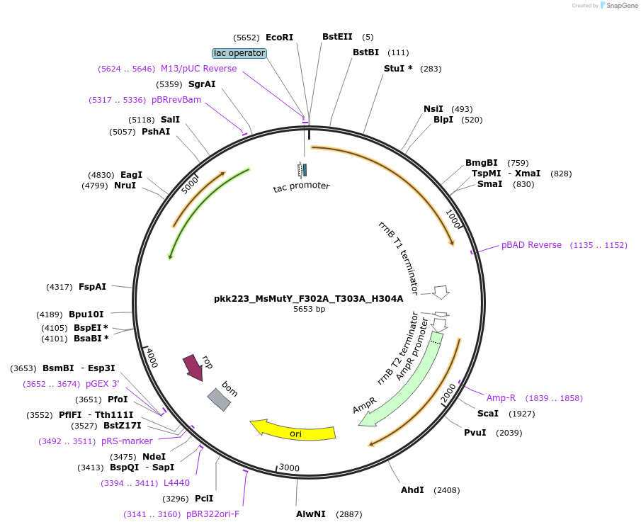 210795-plasmid-map-sequence-id-420126