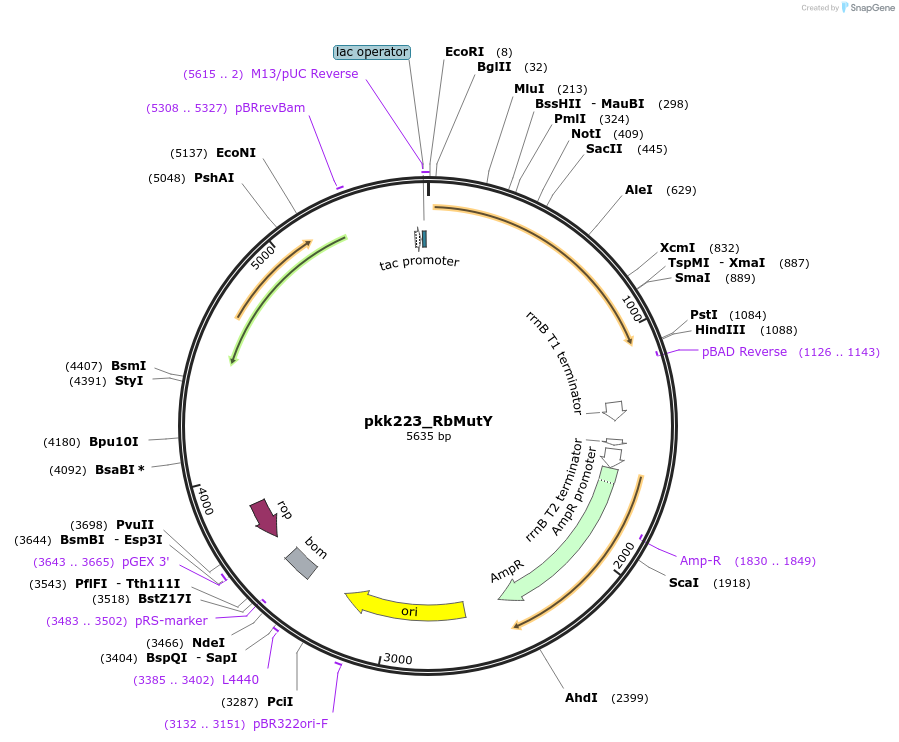 210797-plasmid-map-sequence-id-420127