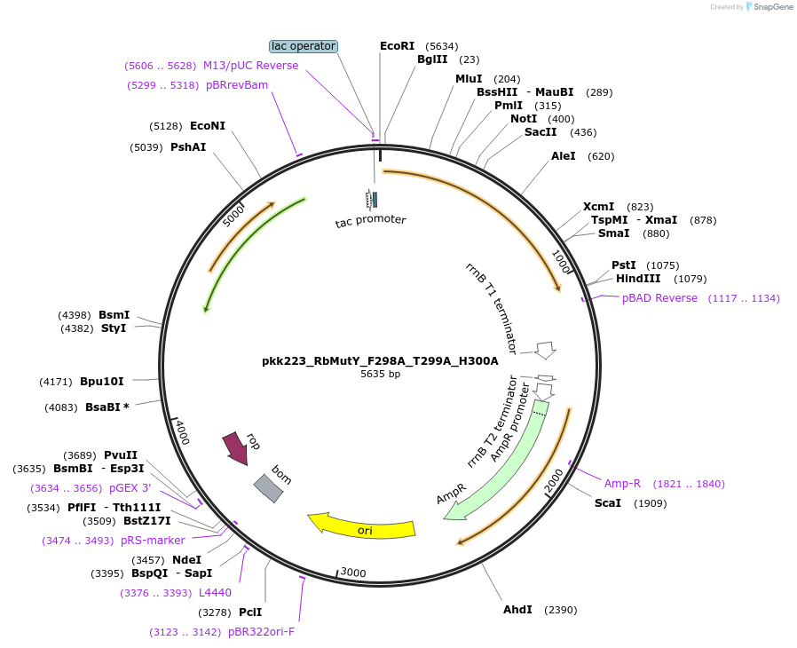 210799-plasmid-map-sequence-id-420129