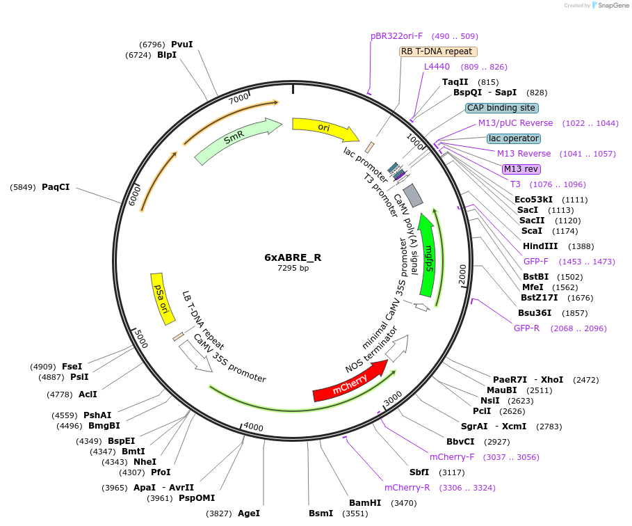 185804-plasmid-map-sequence-id-420134