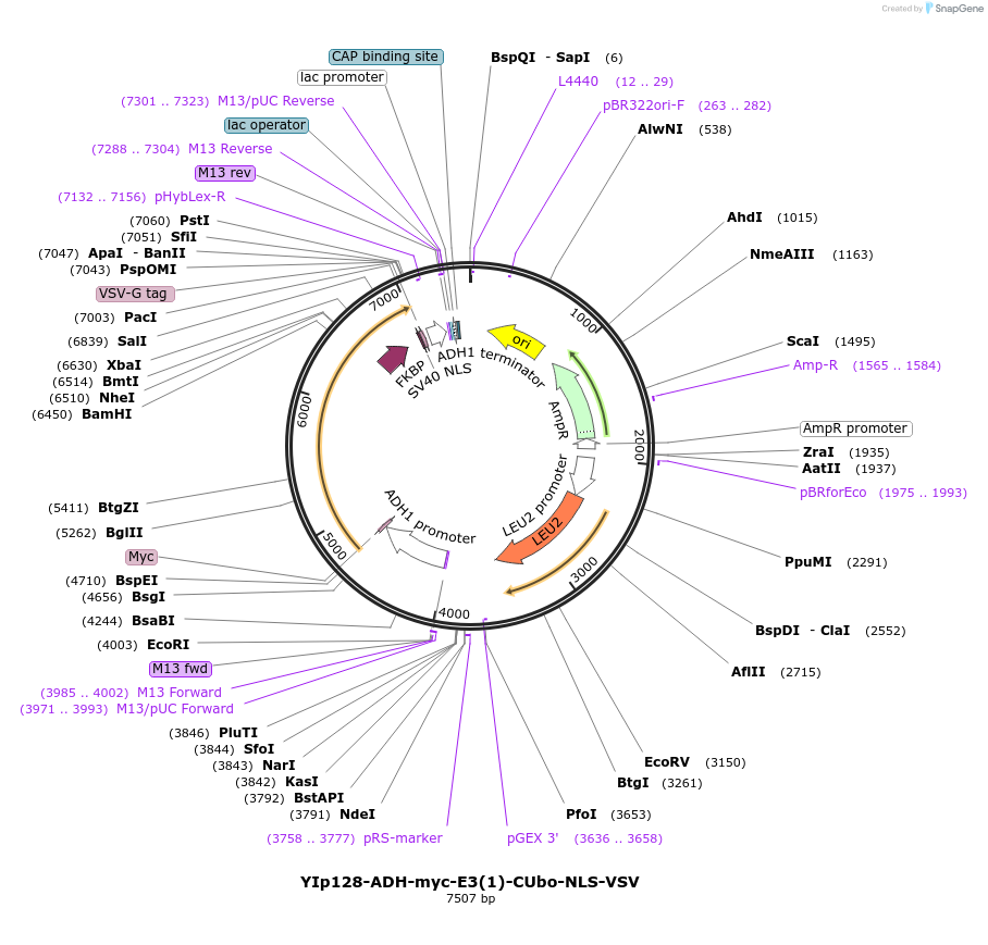 212737-plasmid-map-sequence-id-420137
