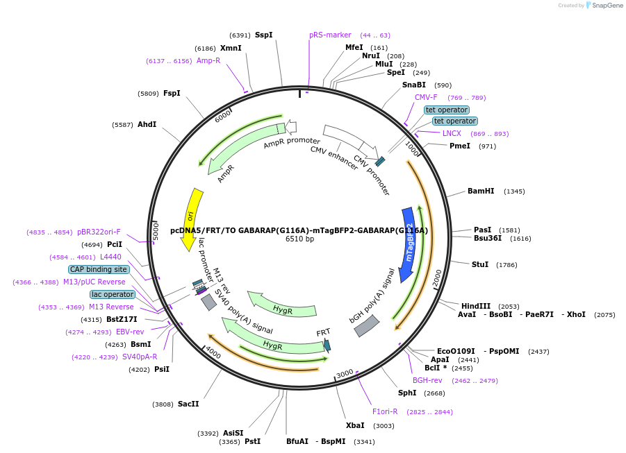 212108-plasmid-map-sequence-id-420140