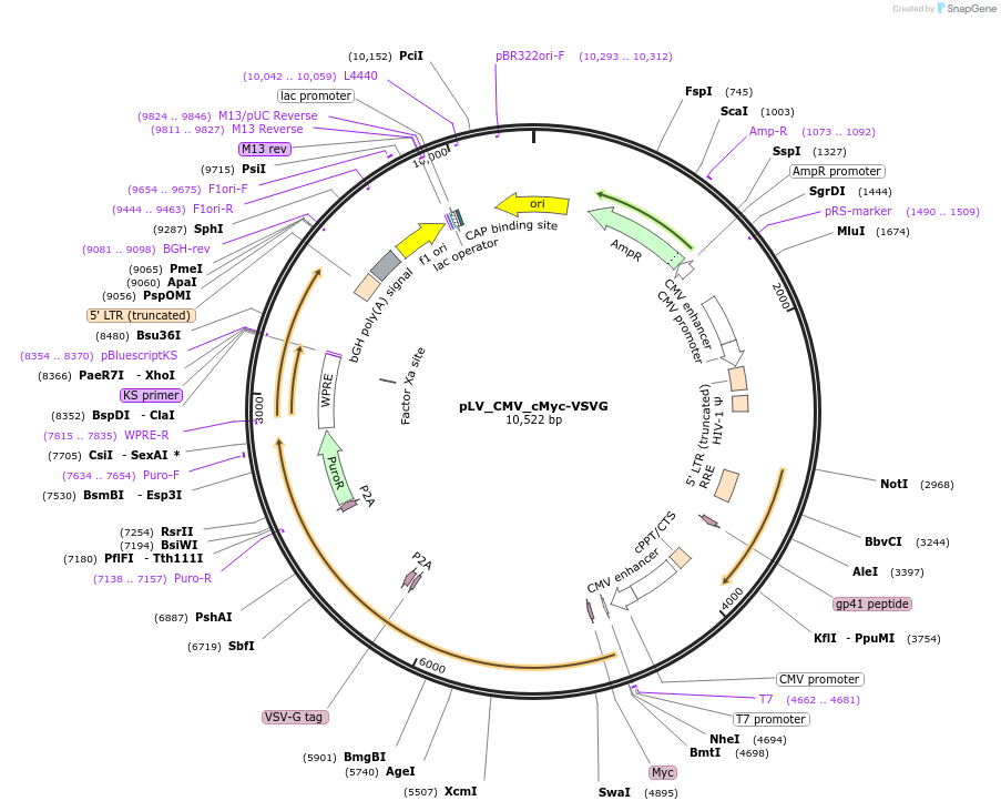 212644-plasmid-map-sequence-id-420149