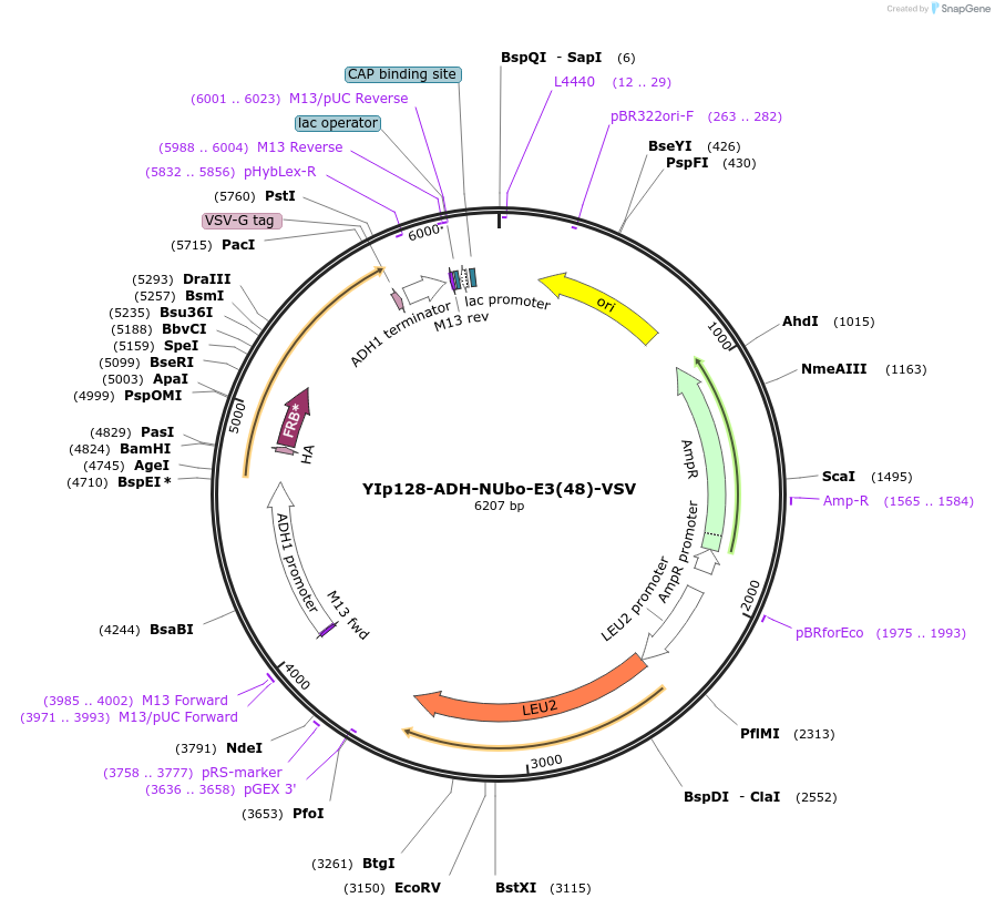 212741-plasmid-map-sequence-id-420153