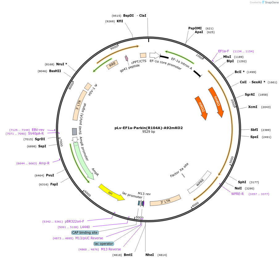 213556-plasmid-map-sequence-id-420156