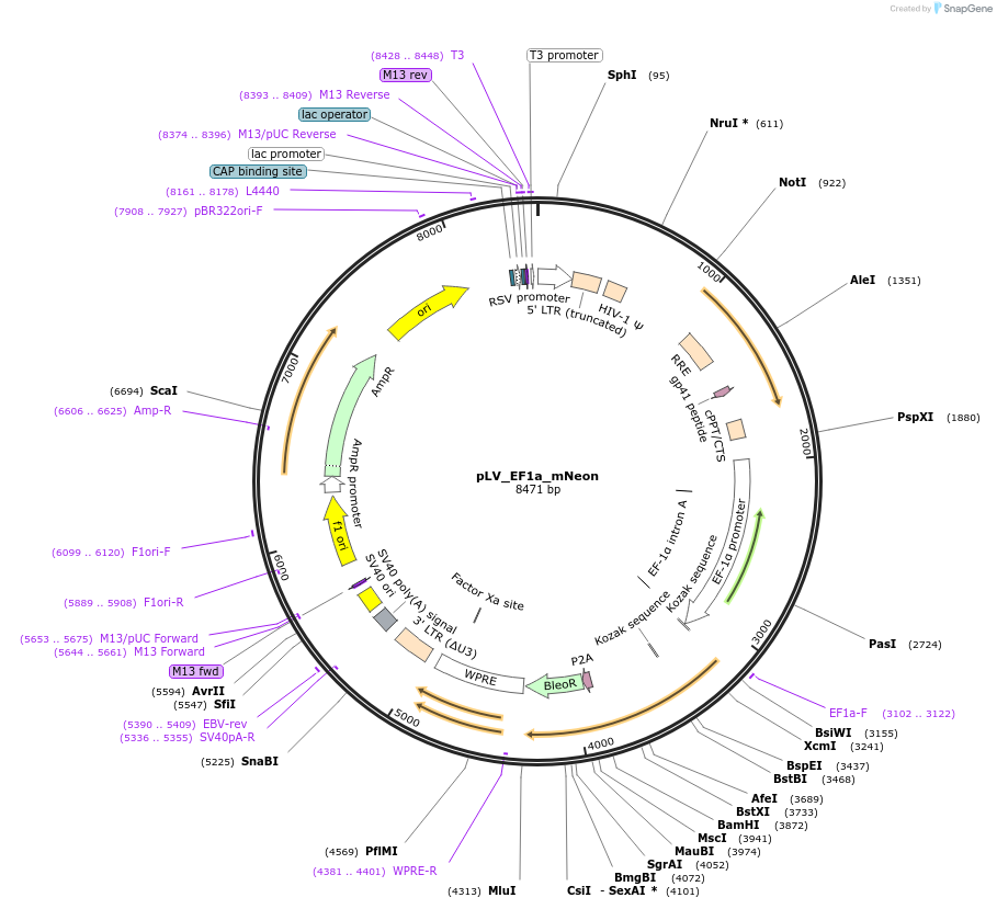 212640-plasmid-map-sequence-id-420159