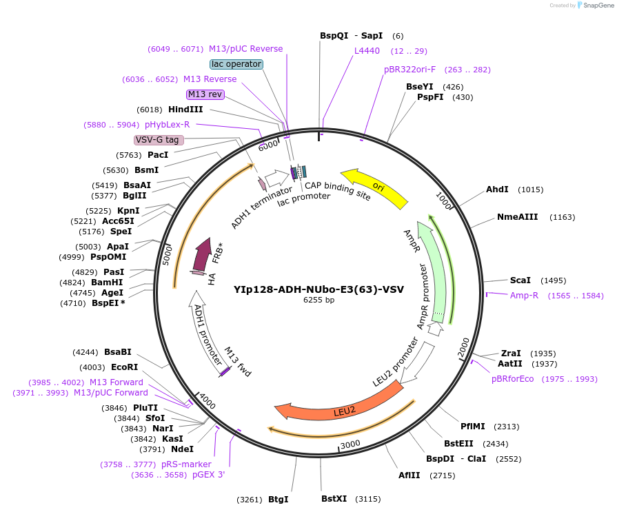 212750-plasmid-map-sequence-id-420168