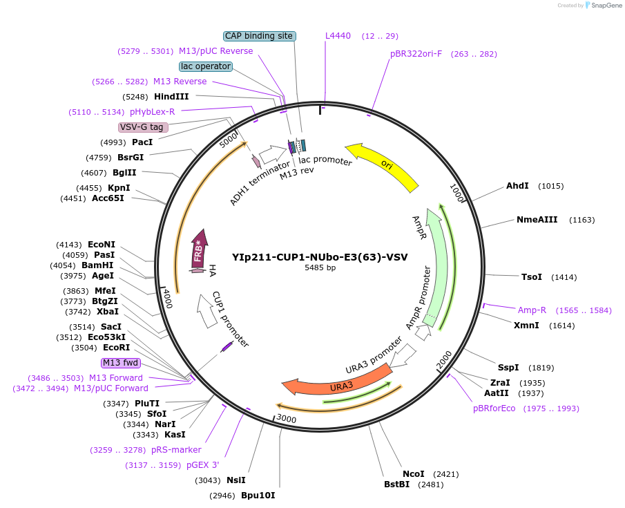 212754-plasmid-map-sequence-id-420171