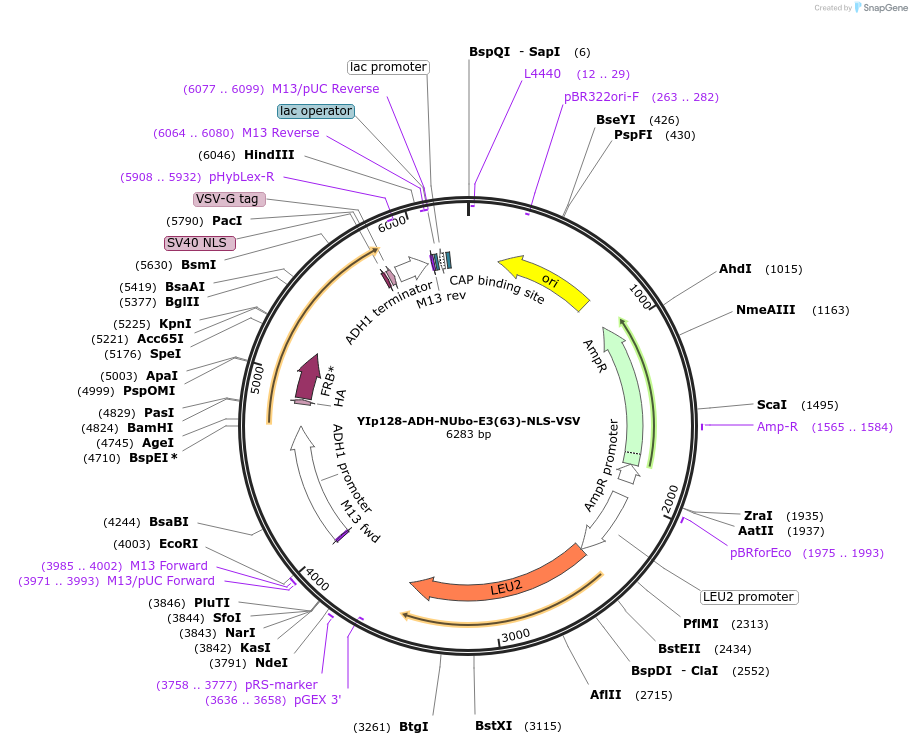 212755-plasmid-map-sequence-id-420172