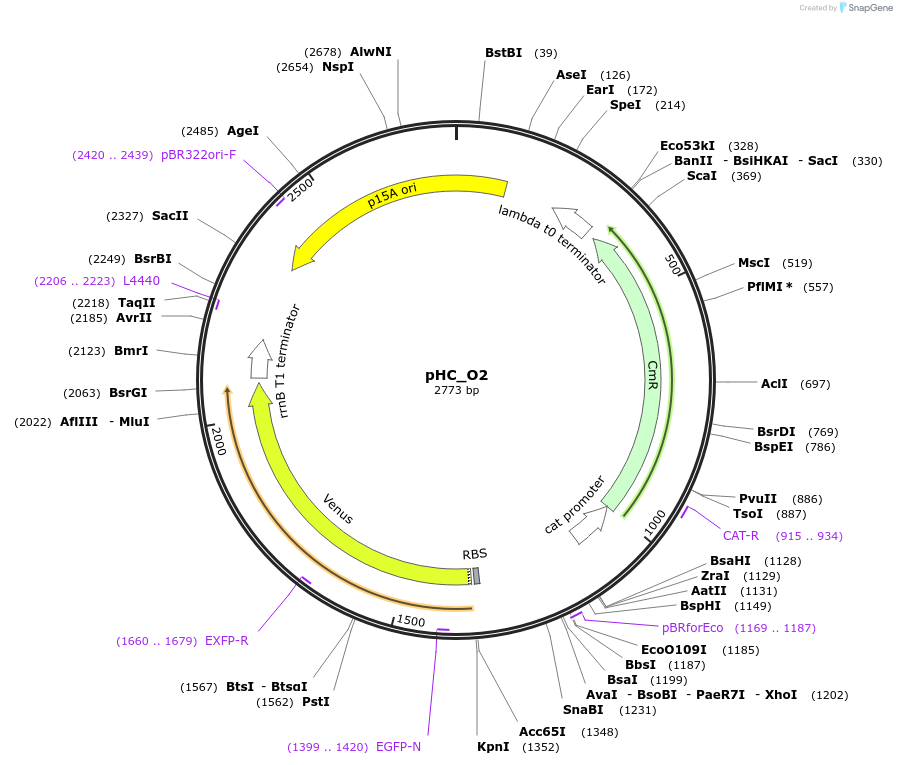 205224-plasmid-map-sequence-id-420219