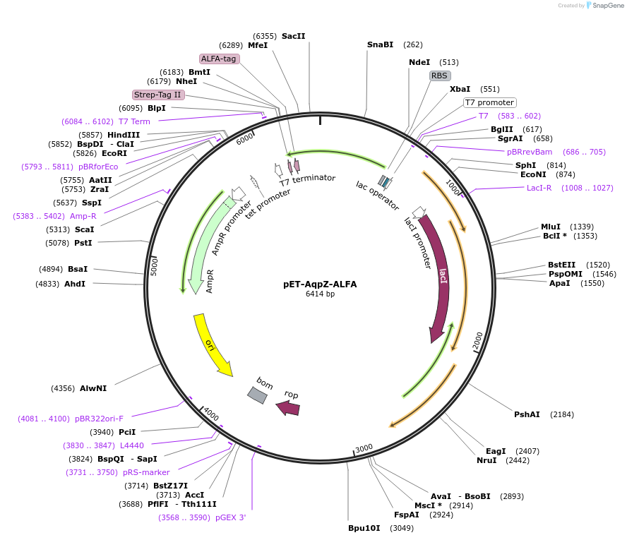 212310-plasmid-map-sequence-id-420221