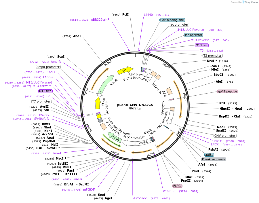 205727-plasmid-map-sequence-id-420229