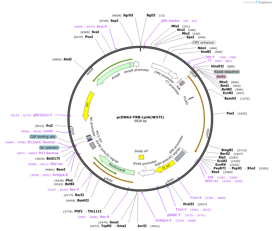 34840-plasmid-map-sequence-id-42023