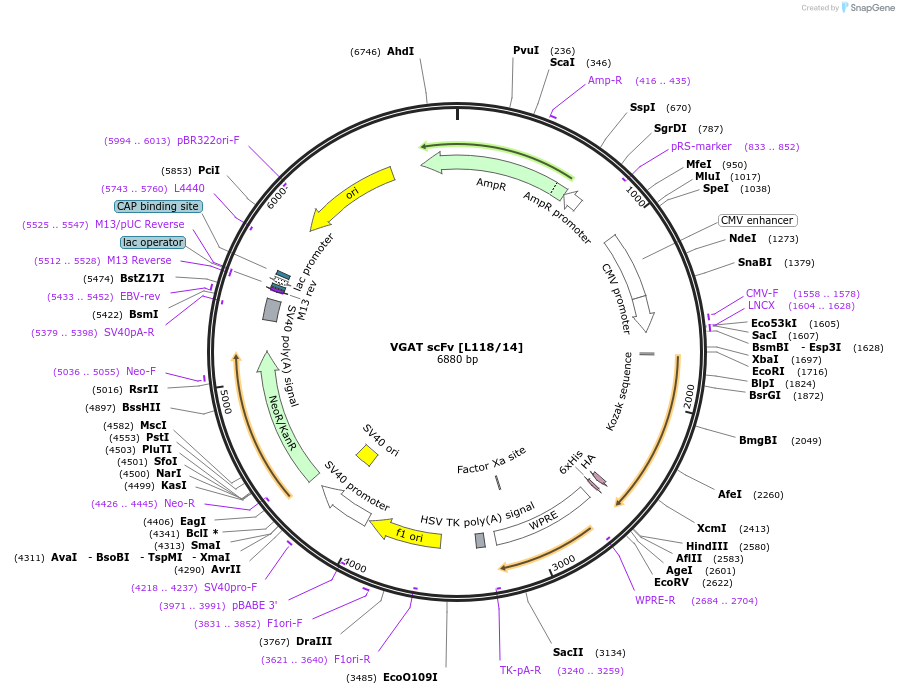 206754-plasmid-map-sequence-id-420231