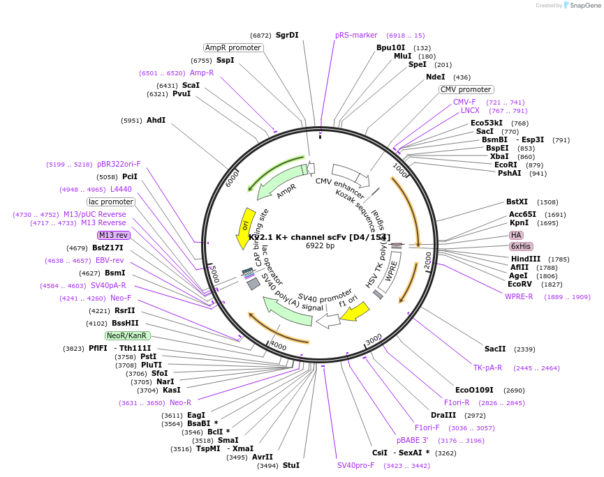 206787-plasmid-map-sequence-id-420232