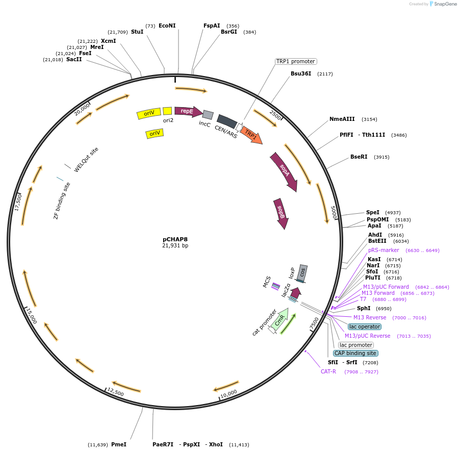 206857-plasmid-map-sequence-id-420235