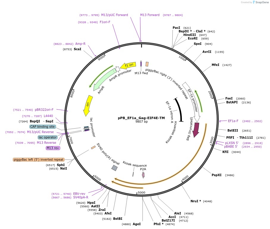 212658-plasmid-map-sequence-id-420239