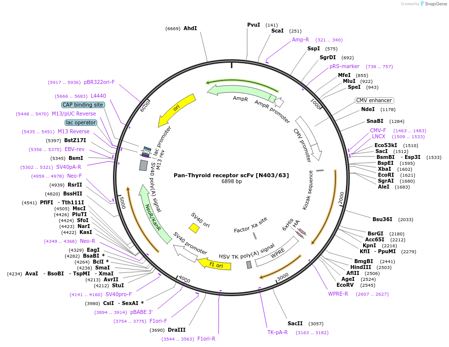206751-plasmid-map-sequence-id-420246