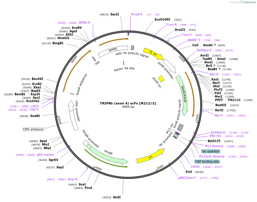 211607-plasmid-map-sequence-id-420247
