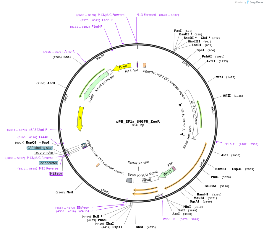 212648-plasmid-map-sequence-id-420249