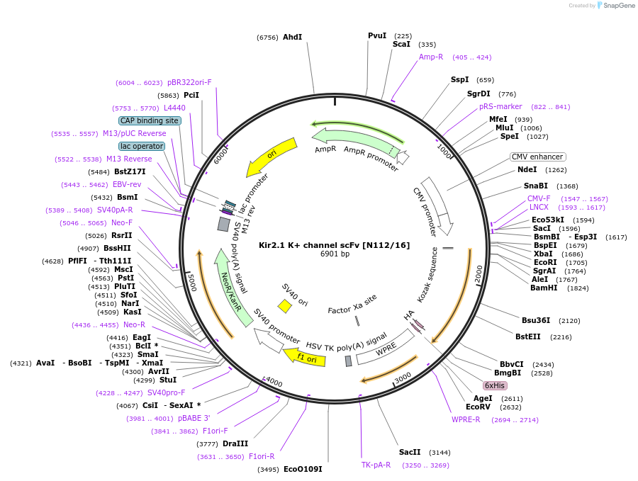 206769-plasmid-map-sequence-id-420250