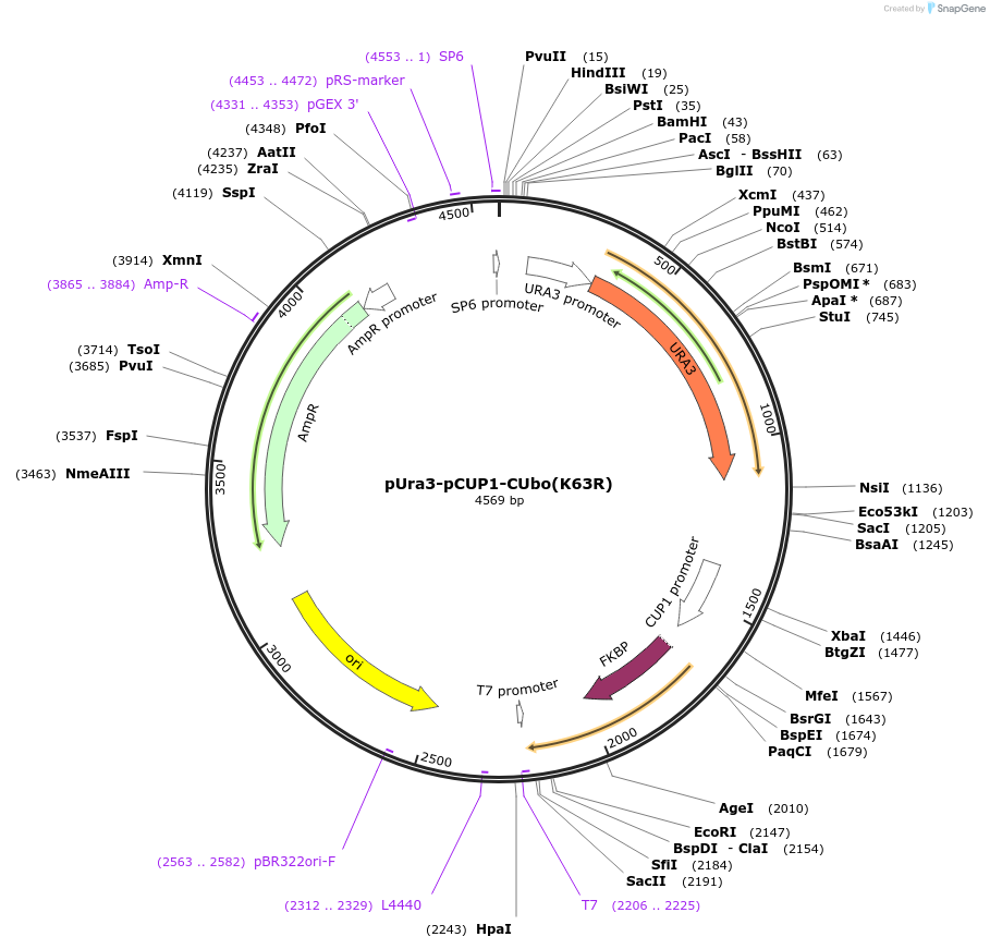 212764-plasmid-map-sequence-id-420251