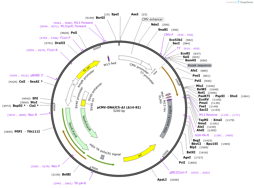 205719-plasmid-map-sequence-id-420276