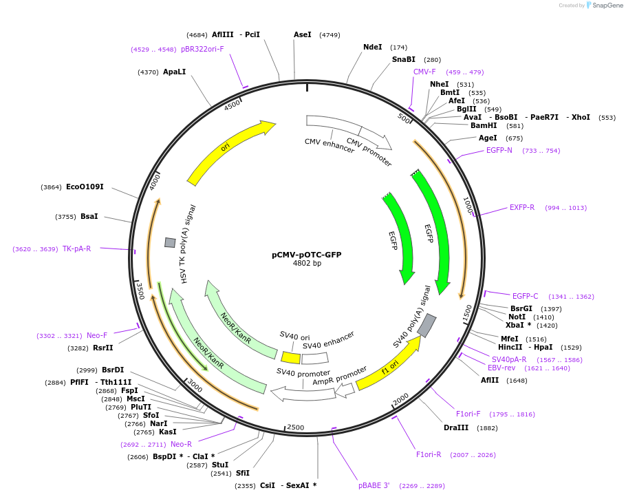205724-plasmid-map-sequence-id-420303