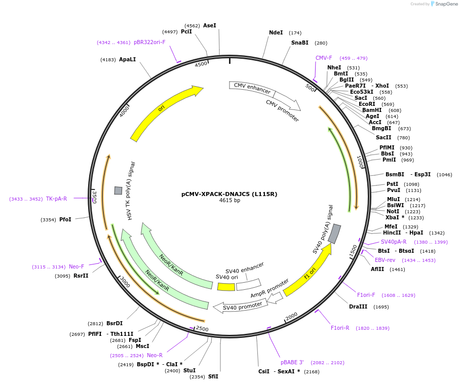 205717-plasmid-map-sequence-id-420305