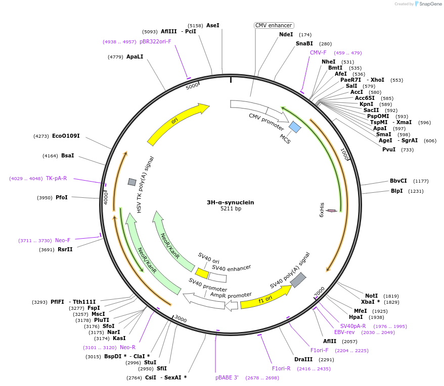 205714-plasmid-map-sequence-id-420307