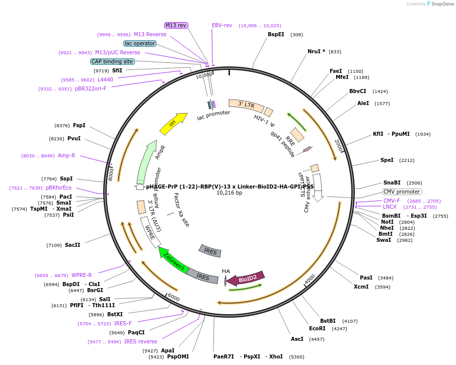 194752-plasmid-map-sequence-id-420313
