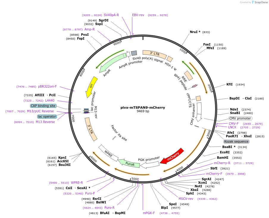 210337-plasmid-map-sequence-id-420328