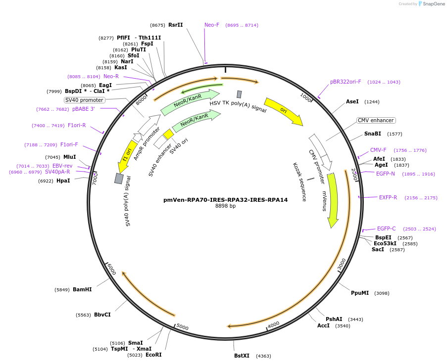 211431-plasmid-map-sequence-id-420345