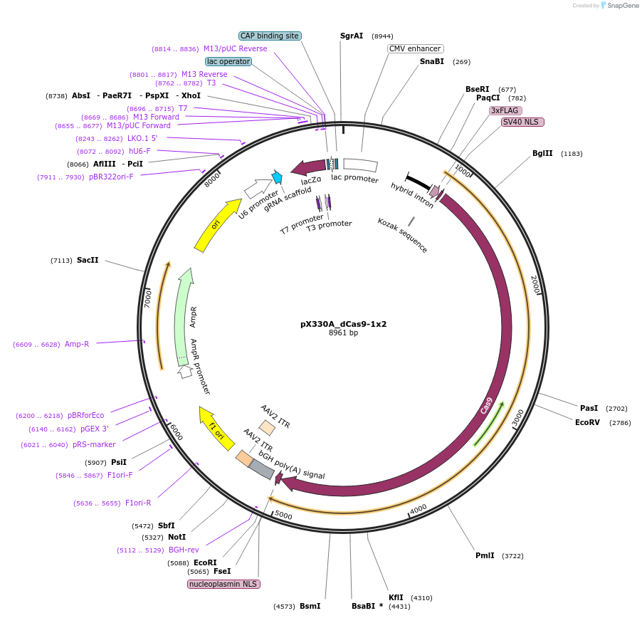 63596-plasmid-map-sequence-id-420346