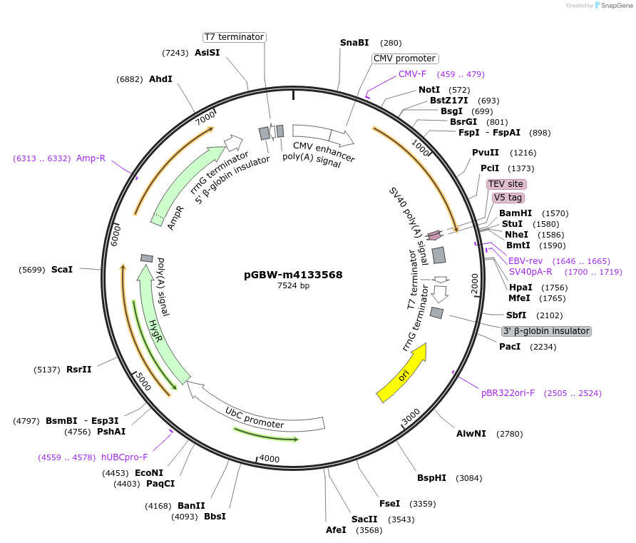 152340-plasmid-map-sequence-id-420347