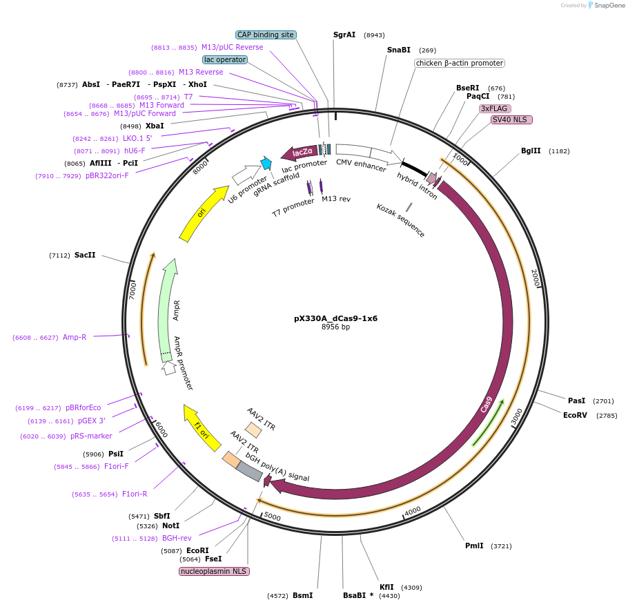 63600-plasmid-map-sequence-id-420349