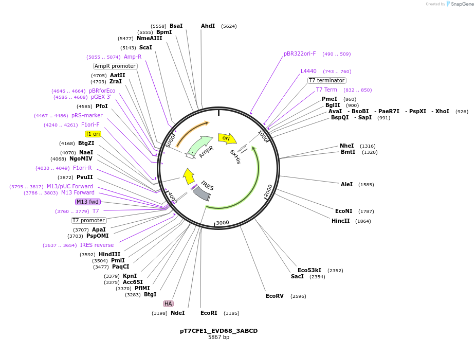212981-plasmid-map-sequence-id-420354