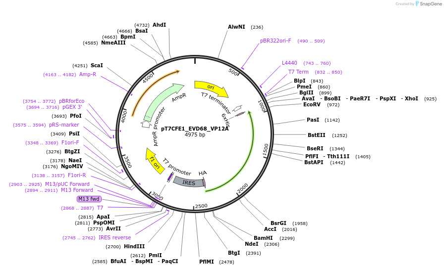 212984-plasmid-map-sequence-id-420357